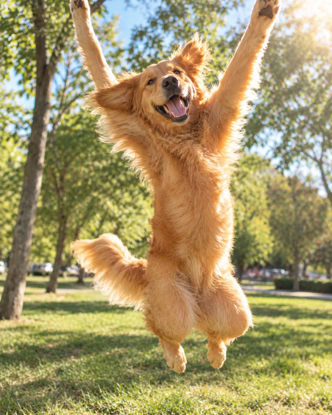 Perro golden retriever saltando en un parque